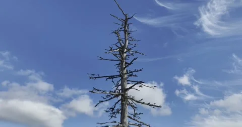 Circular motion around a dead tree with blue sky and clouds Stock Footage 327459295
