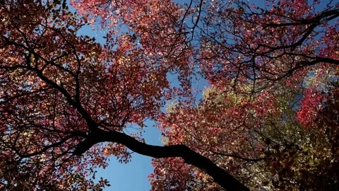 Circular motion of autumn yellow trees on a sunny day Stock Footage 213111261