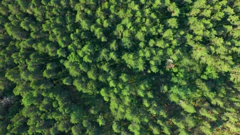 Circular motion of the quadcopter over the coniferous forest Video stock 235551224