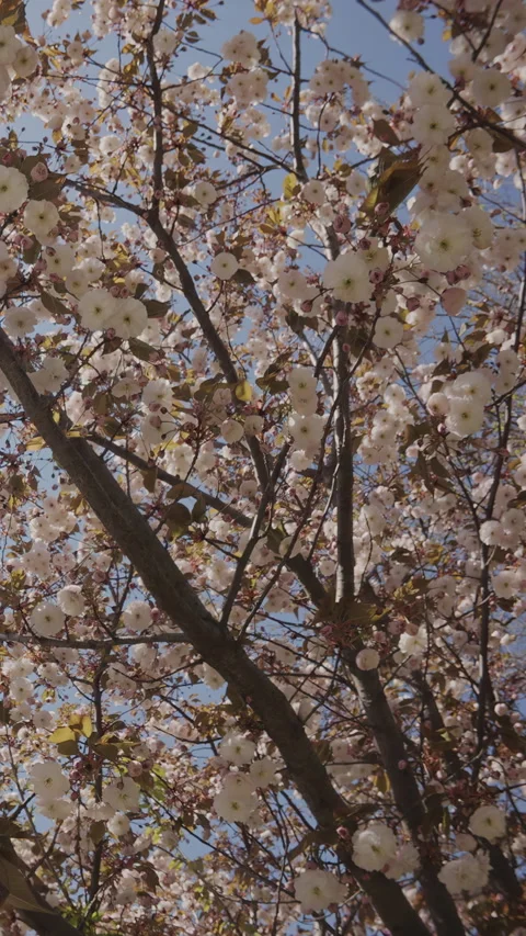 Circular motion under cherry blossom in white flowers on blue sky background, Stock Footage 337446772