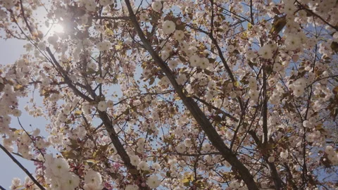 Circular motion under cherry blossom in white flowers on blue sky background, Stock Footage 340075842