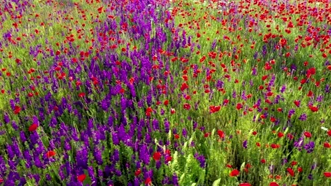 Circular movement through field of wild red poppies Stock Footage 176508053