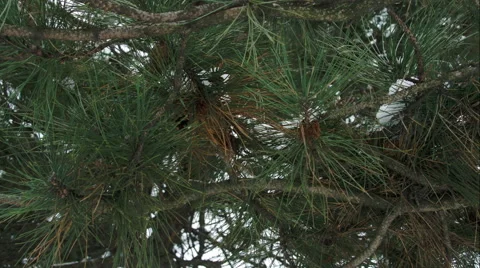 Circular Movement Under A Pine Tree Branches, Green Needles Stock Footage 45675968