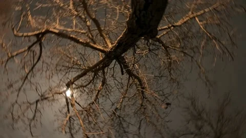 Circular night time lapse of an old walnut tree Stock Footage 146304042