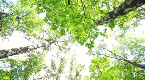 Circular pan across birch trees with lens flare. 스톡 동영상 51220473