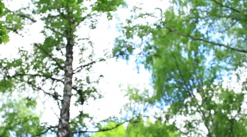 Circular pan across oak tree with small bird. 库存影片 51220710