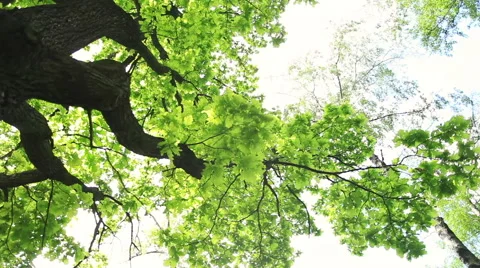 Circular pan across oak tree with lens flare. Vidéo 51251534