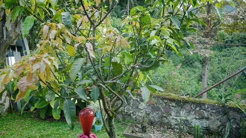 Circular pan around leafy garden tree with bright foliage and vivid greenery Video stock 316790129