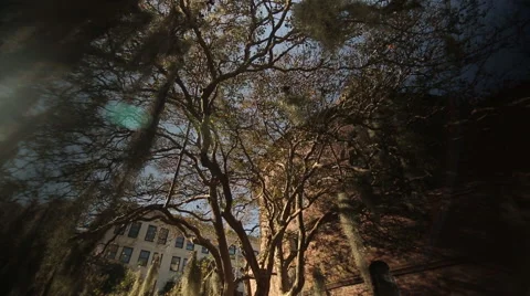 Circular Pan of live oak branches covered with Spanish moss Stock Footage 60924789