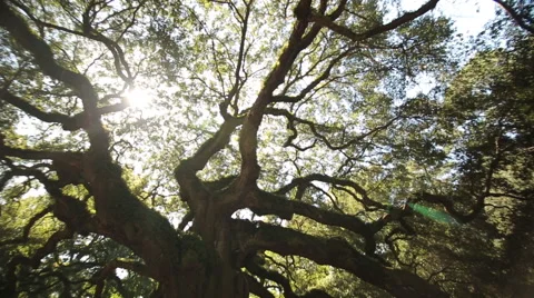 Circular pan up through the branches of Angel Oak, oldest Live Oak in the world. Stock Footage 60923598