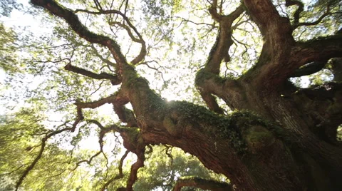 Circular pan up through the branches of Angel Oak, Oldest Live oak in the world Stock Footage 60923602