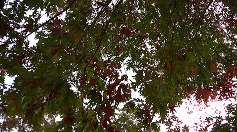 Circular Pan Time lapse of fall trees 스톡 동영상 34486562