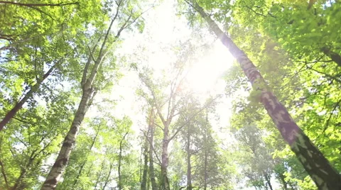 Circular pan with upward view of green forest with lens flare. Vídeo Stock 51232930