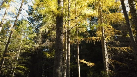 Circular panning motion around tall Pine Trees with sunlight shining through Stock Footage 108169067