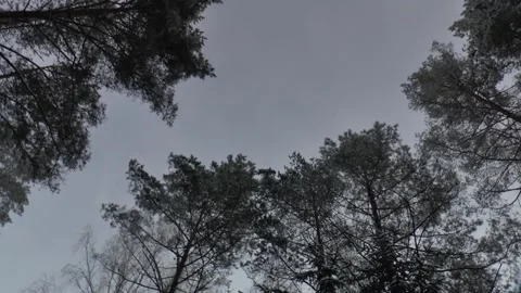 Circular panorama of pine tops in winter in the forest Stock Footage 167662083