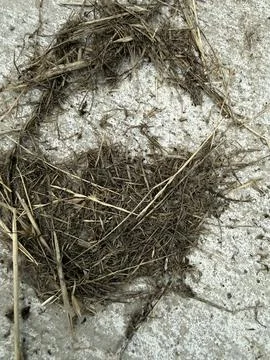 Circular Patch of Dry Grass and Plant Debris Stock-Fotos