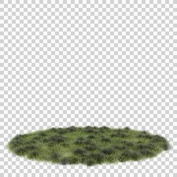 A circular patch of grass that has irregular clumps. The uneven density of .. Stock Photos