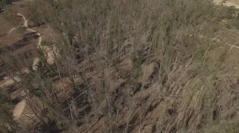 Circular Path above a Tree Video stock 68750960