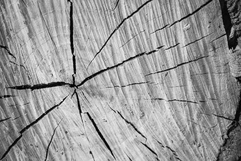 Circular pattern with cracks of an old wooden log Foto stock