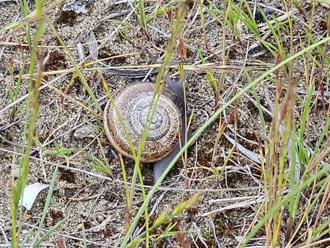 Circular Pattern of Land Snail Shell in Natural Grassland Stock Photos