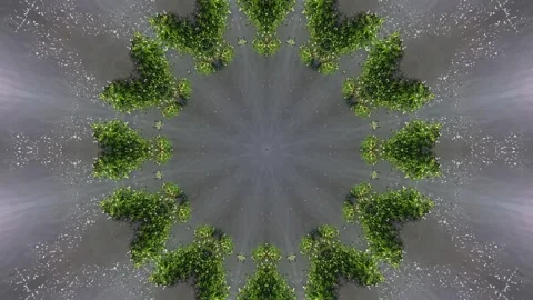 Circular pattern of trees is reflected in a body of water Stock Footage 321390333