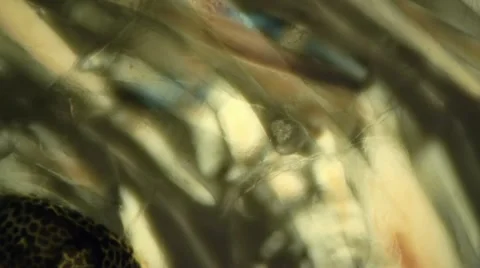 Circular polarizer used on a muscle tissue under a microscope Stock Footage 11856565