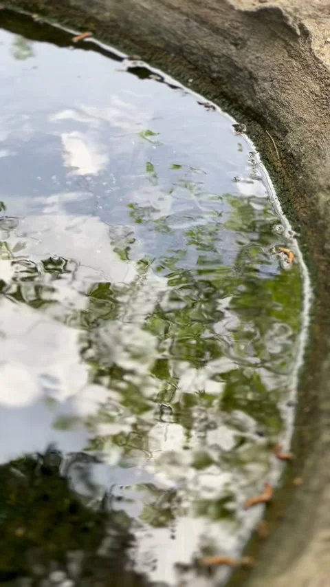 Circular Pond Reflecting Tree Canopy on Mercury-Like Water Surface Video stock 274363492