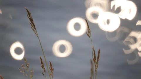 Circular reflections behind wildflowers Vidéo 113108327