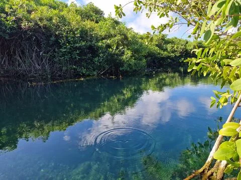 Circular Ripple Effect on the Calm, Clear Blue Water of a Cenote Stock Photos