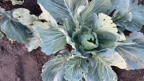 Circular rise from inside cabbage growing in soil Stock Footage 313805809