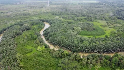 A circular river flow surrounded by palm trees Stock Footage 317007950