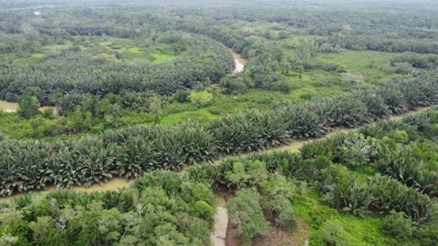 A circular river flow surrounded by palm trees Stock Footage 317008164