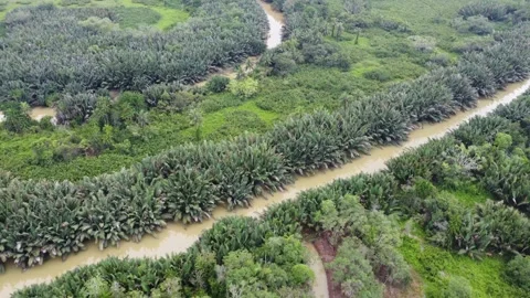 A circular river flow surrounded by palm trees Stock Footage 317008186