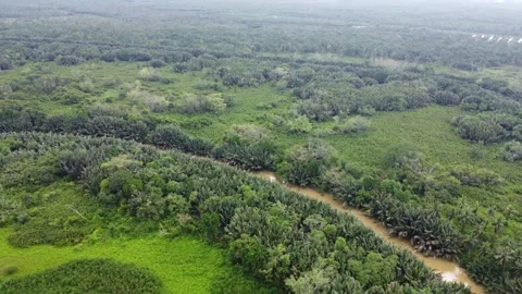 A circular river flow surrounded by palm trees Stock Footage 317008345