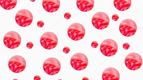 Circular Rose Petal Pattern with Pink and Red Tones on White Background. Stock Photos