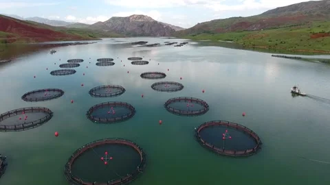 Circular salmon cages float on a lake, showing commercial aquaculture - Surface Stock Footage 339576104