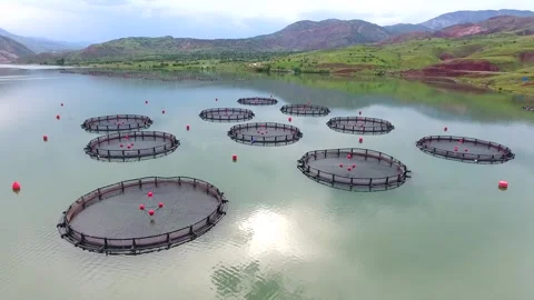Circular salmon cages float on a lake - Seafood Production and Aquatic Industry Stock Footage 339576905