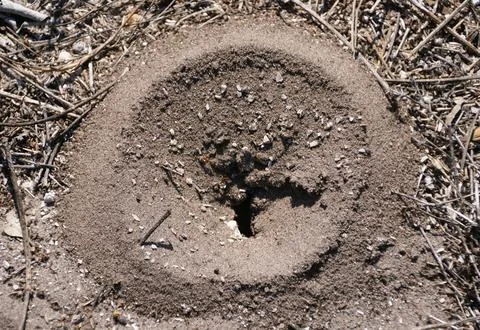 Circular sand pit with funnel shape leads to central hole created by antlio.. Stock Photos