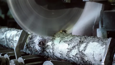 A circular saw cuts tree trunks into separate parts Stock Footage 92199967
