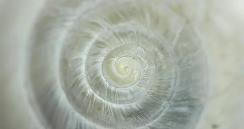 Circular shape endless spiral movement with shell texture Stock Footage 155445676