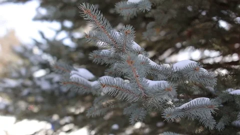 Circular Shot of Pine Needles on Snowy Day Stock Footage 76483977