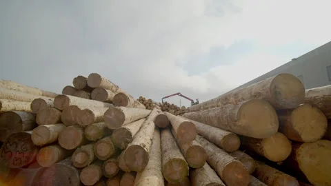 Circular Shot Of Stocking Of Tree Trunks Under Blue Sky Stock Footage 257895991