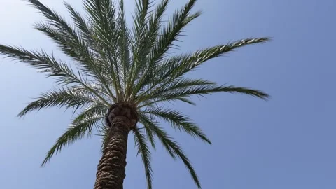 Circular shot surrounding a palm tree Stock Footage 285231252
