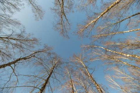 Circular sky opening, winter cold day. Minimal composition with bare tall trunks Stock Photos