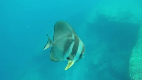 Circular Spadefish 스톡 동영상 81950040