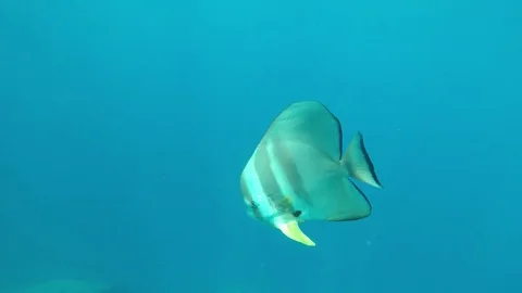 Circular Spadefish Stockbeeldmateriaal 81950145