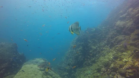 Circular Spadefish 스톡 동영상 107419547