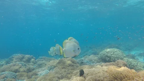 Circular Spadefish Stock Footage 111382473