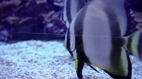 Circular spadefish swims at a coral reef in Eilat aquarium in slow motion Stock Footage 112340147