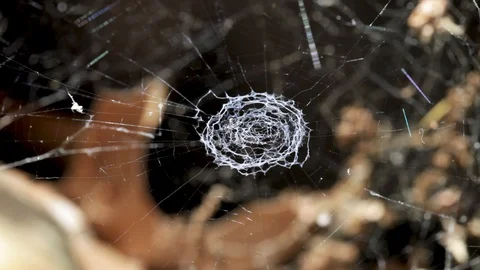 Circular spider web background with dead leaves in the background Video stock 128002104